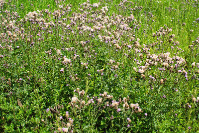 High angle view of flowering plants on field