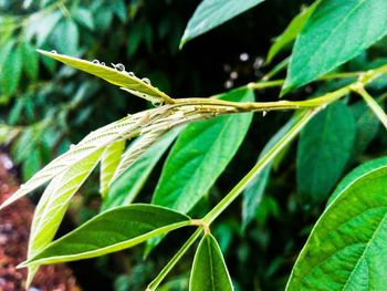 Close-up of plant