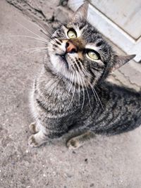 High angle view of cat looking up