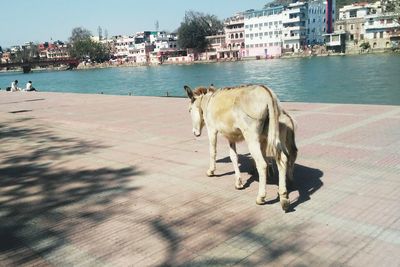 Dog on beach against sky