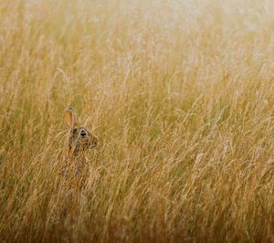 Deer on field