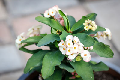 Close-up of yellow flowers blooming outdoors