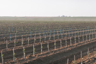 View of vineyard against sky