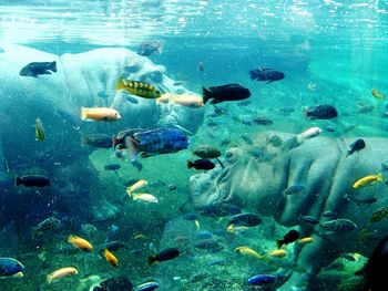 Fish swimming in sea