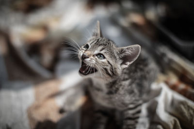 Close-up of a cat looking away