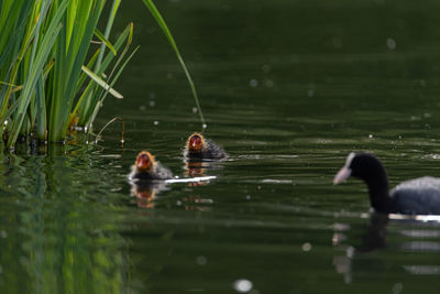 Ducks swimming in lake