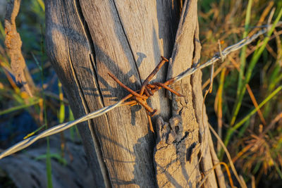 Close-up of insect on tree trunk