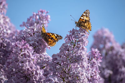 Close-up of butterflies pollinating on purple flowers