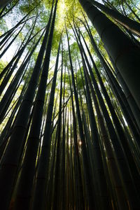 Low angle view of bamboo trees