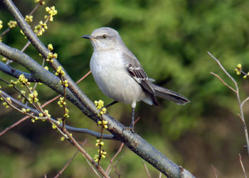 Bird perching on railing