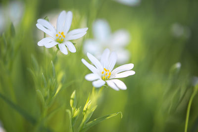 Close-up of white flowers blooming outdoors