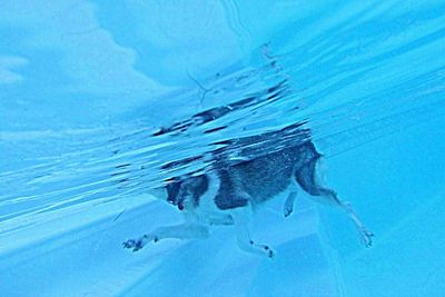 Close-up of fish in water