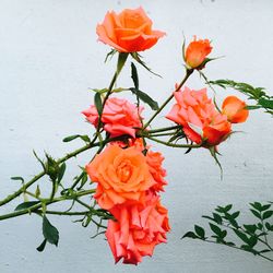 Close-up of red rose