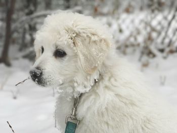 Close-up of dog during winter