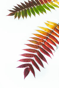 Low angle view of leaves against clear sky