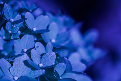 Close-up of purple flowering plant