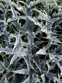Full frame shot of frozen plants during winter