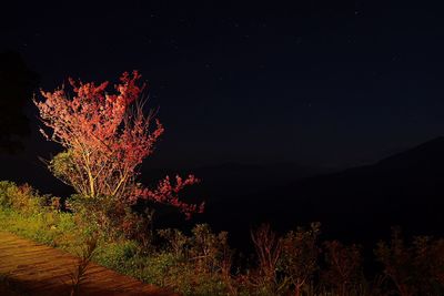 Trees at night