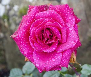 Close-up of pink rose