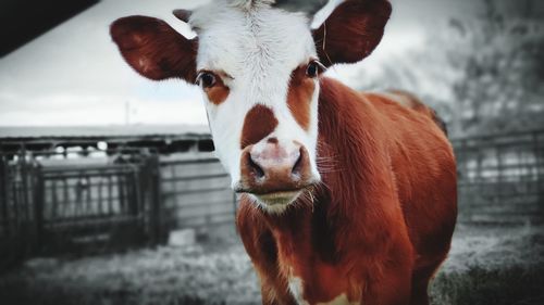 Close-up portrait of cow