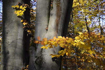 Close-up of yellow maple leaves on tree trunk