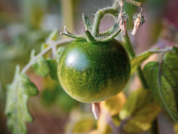 Close-up of lemon growing on plant
