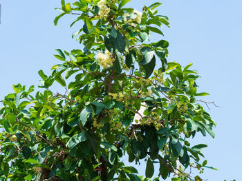 Low angle view of fruits growing on tree against sky