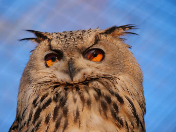 Close-up portrait of owl against sky