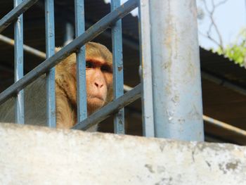 Close-up of monkey in cage