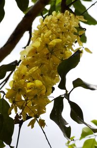 Low angle view of yellow flowers on tree