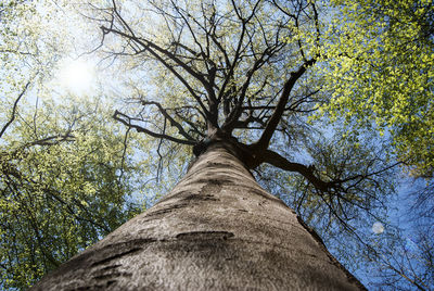 Low angle view of bare tree against sky