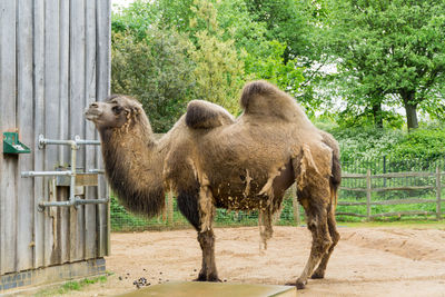 View of sheep in zoo