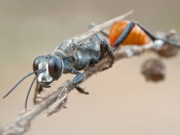 Redtailbee