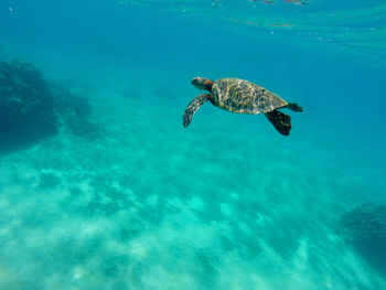 Turtle swimming in sea