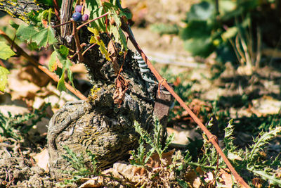 Close-up of dead plant on field