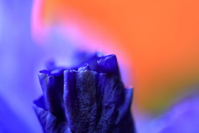 Close-up of purple flowering plant