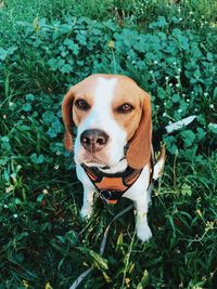 Portrait of dog on field