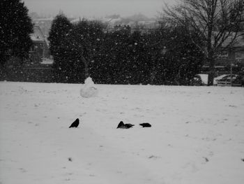 View of birds on snow covered land