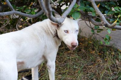 Portrait of sheep standing on branch