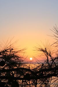 Silhouette plants against sky during sunset