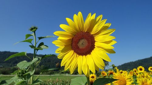 Close-up of sunflower against blue sky