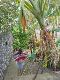 Plants growing on tree