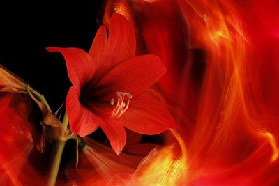 Close-up of red rose flower in black background