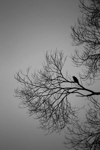 Low angle view of silhouette bare tree against clear sky