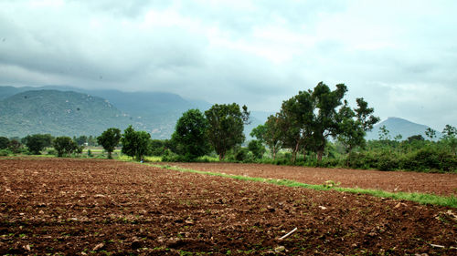 field