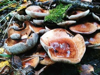 High angle view of mushrooms