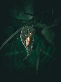 Close-up of butterfly on leaf