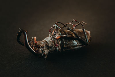 Close-up of crab on table against black background