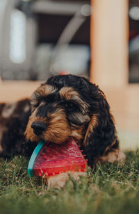 Cute two month old cockapoo puppy playing with a watermelon slice-shaped chewy toy in a garden.