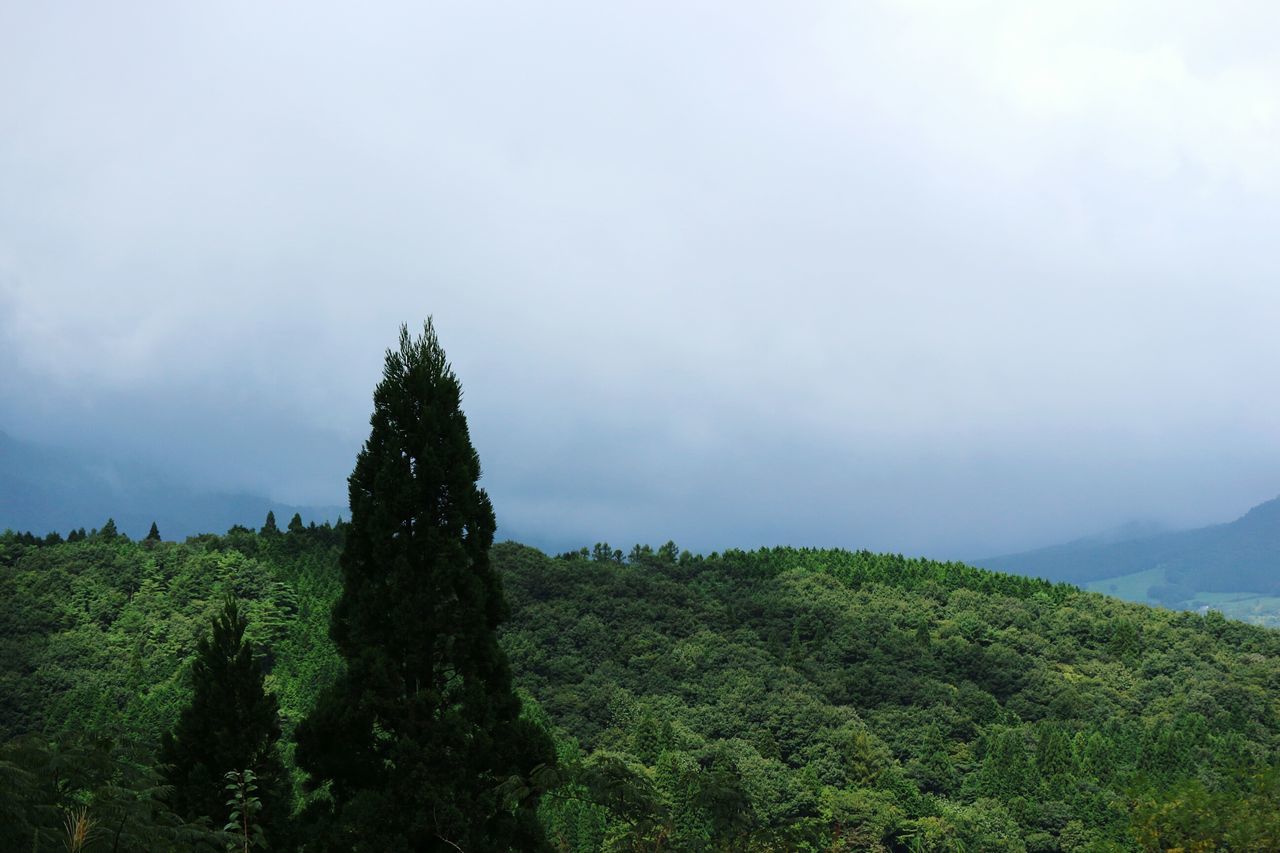 tree, plant, beauty in nature, tranquility, tranquil scene, scenics - nature, green color, sky, growth, nature, landscape, environment, no people, non-urban scene, mountain, day, land, cloud - sky, fog, outdoors